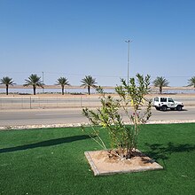 arean with shallow lakes in the Qasim region Buraida desertification 02.jpg