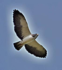 Kortstaartbuizerd