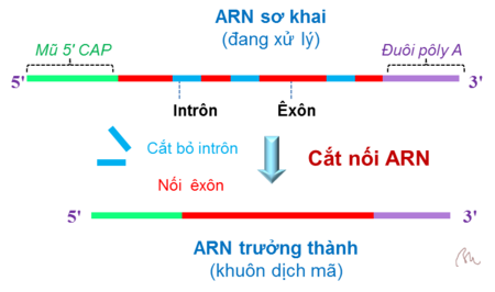 Cắt_nối_ARN