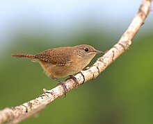 Un esemplare di garrincha, nome regionale della cambaxirra. Questa specie di passero era molto comune a Pau Grande negli anni quaranta. Si ciba di piccoli insetti e canta bene, ma non si adatta alla cattività[20].