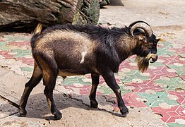 Cabra (Capra aegagrus hircus), Zoo de Ciudad Ho Chi Minh, Vietnam, 2013-08-14, DD 03.JPG