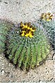 A cactus in the Arizona desert