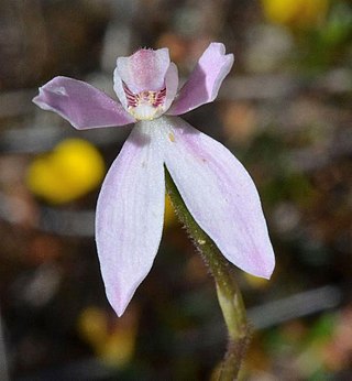 <i>Caladenia cracens</i> Species of orchid