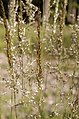 Bosstruisriet (Calamagrostis arundinacea)