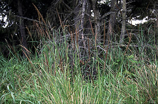 <i>Calamagrostis nutkaensis</i> Species of grass