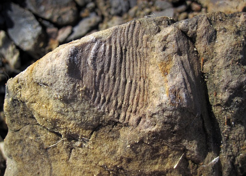 File:Calamites fossil wood in sandstone ("Sharon Conglomerate", Lower Pennsylvanian; Jackson North roadcut, Ohio, USA) 1 (26143469427).jpg