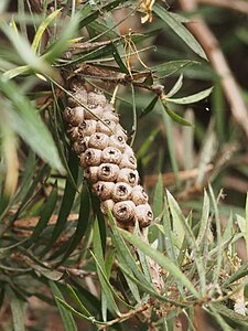 Callistemon rigidus, Kuflik, 2023-10-31