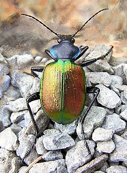 Calosoma sycophanta b1