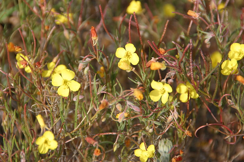 File:Camissonia campestris (field suncup).jpg