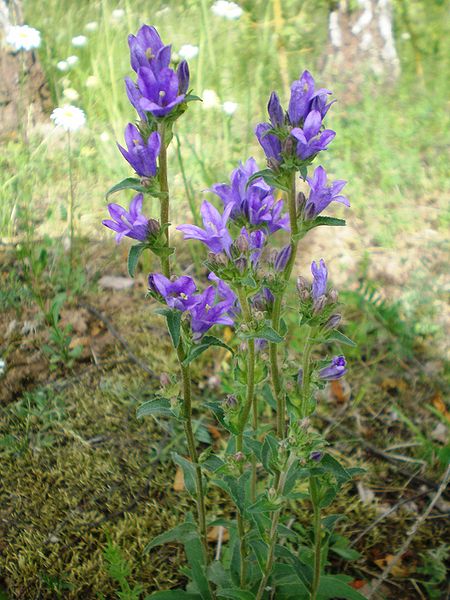 File:Campanula glomerata 007.JPG