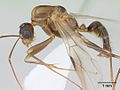 Miniatura para Camponotus conspicuus