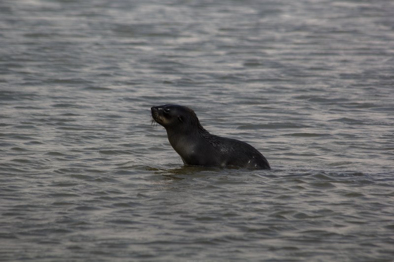 File:Cape Fur Seal.tif