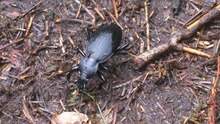 File:Carabus coriaceus - 2014-09-01.webm