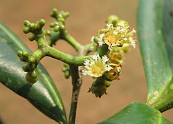 Flores de Carallia brachiata.