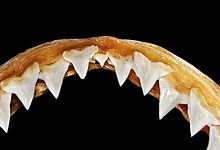 Carcharhinus plumbeus upper teeth (modern) Carcharhinus plumbeus upper teeth.jpg