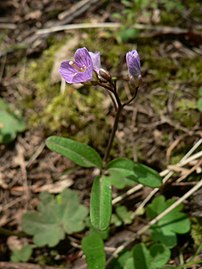 Cardamine nuttallii Nuttall's toothwort