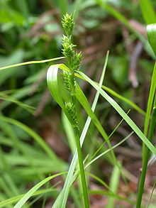 Carex gibba masukusa001.jpg