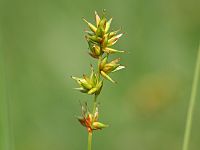 Carex contigua syn. (Carex spicata)