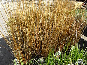 Beschreibung des Bildes Carexbuchananii.jpg.