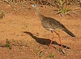 Cariama cristata