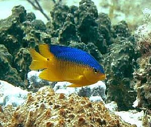 Caribbean Cocoa damselfish.jpg