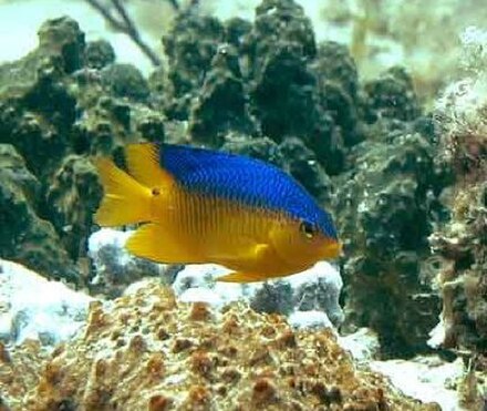 Damselfish may eat their own offspring.