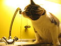 Cat drinking water (ubt).jpeg