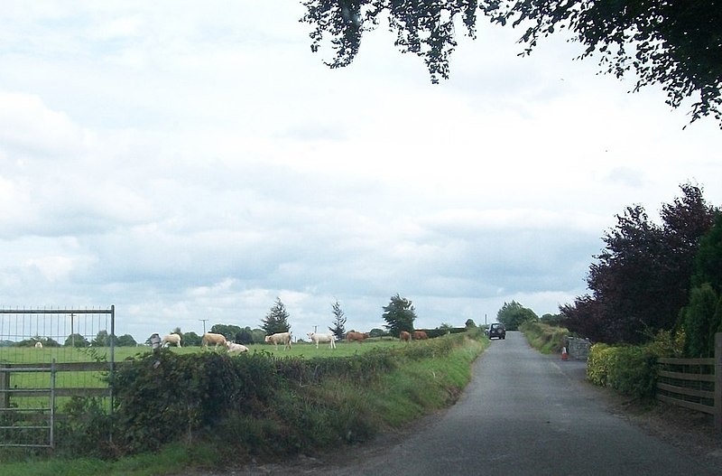 File:Cattle in a field on the north side of the R444 at Clonmacnosie - geograph.org.uk - 3797809.jpg
