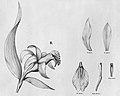 Sobralia yauaperyensis plate 71, fig. II in: Alfred Cogniaux: Flora Brasiliensis vol. 3 pt. 5 (1898-1902) (Detail)