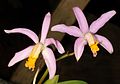 Cattleya fournieri flowers