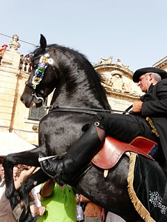 Menorquín horse breed of horse from Menorca