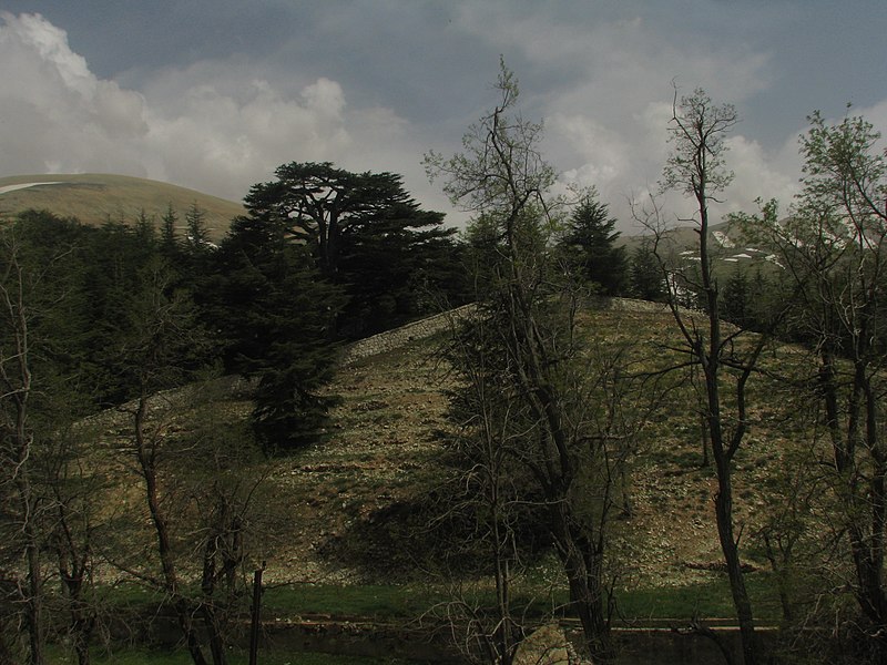 File:Cedar Forest - panoramio.jpg