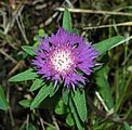 Stokesia laevis (Asteraceae)