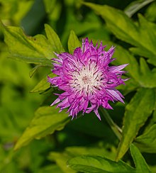 Centaurea dealbata 'Steenbergii'. Locatie, De Kruidhof Buitenpost 02.jpg