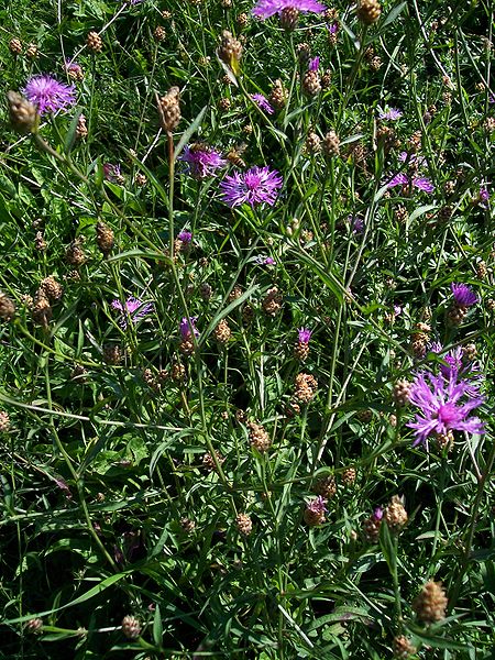 File:Centaurea sadleriana-2.JPG