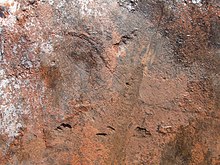 Hundertfüßer (?) Fossil in Rock, Orby Head, PEI (19395883745) .jpg