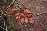 Thumbnail for Australian pitcher plant
