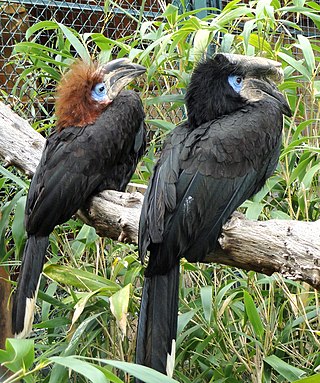 <span class="mw-page-title-main">Black-casqued hornbill</span> Species of bird