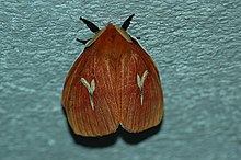 Cerodirphia mota (Saturniid ngengat) 2015-06-12 (1) (25479633427).jpg