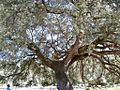 Chaparro de la Vega (Quercus rotundifolia), Natural Monument of Andalusia