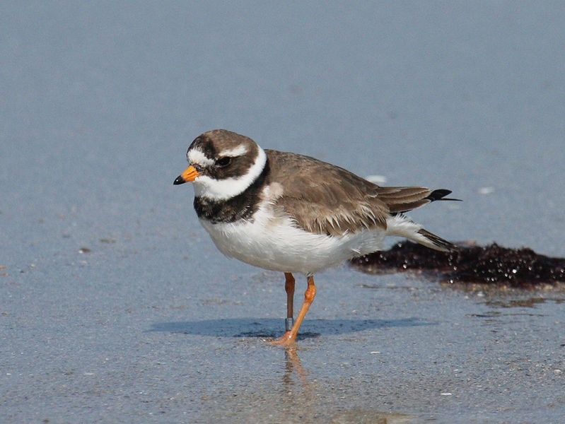 File:Charadrius hiaticula He1.jpg