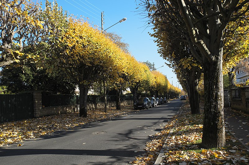 File:Chatou Avenue Rubens 694.jpg