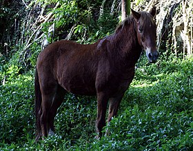 Cavalo Marquesas em Hiva Oa