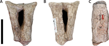 Chevron of Sanpasaurus in anterior view (A), posterior view (B), and lateral view (C), with 5-cm black bar for scale. Chevron of Sanpasaurus.png