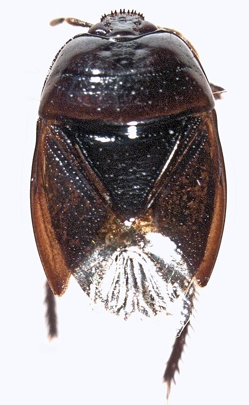 Chilocoris neozealandicus