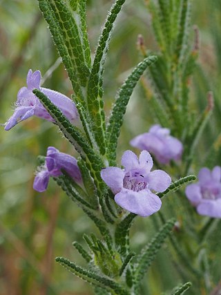 <i>Chloanthes parviflora</i> Species of flowering plant