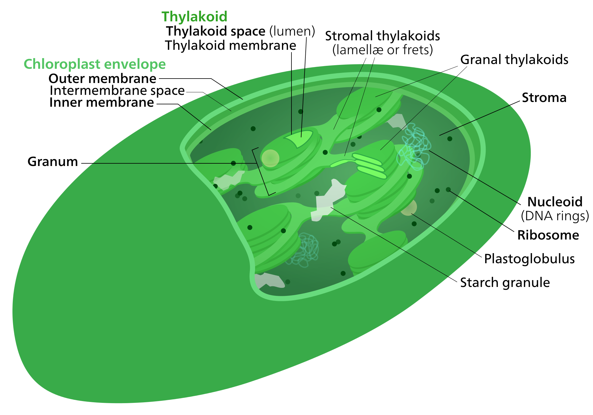 Photosynthesis Plus Feed Chart