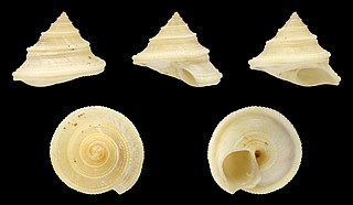 <i>Chytra kirki</i> Species of gastropod