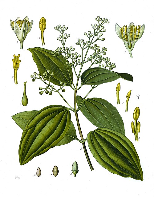 Cinnamomum verum, from Koehler's Medicinal-Plants (1887)