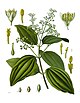 Cryptocarya ferrarsi - Wikipedia